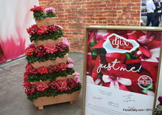 Dit is de SuperSerie Djix. Ze proberen hiermee de samenwerking te zoeken van jonge planten telers- telers en de retailer. Dit is dan ook écht hun exclusieve soort van de cyclamen.